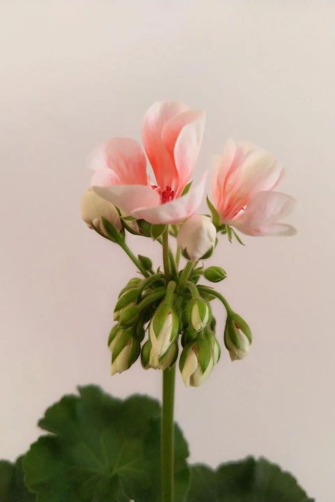 被抢空的牌子这次居然100+就能拥有开元棋牌试玩真爱大牌返场 一上线就(图50)